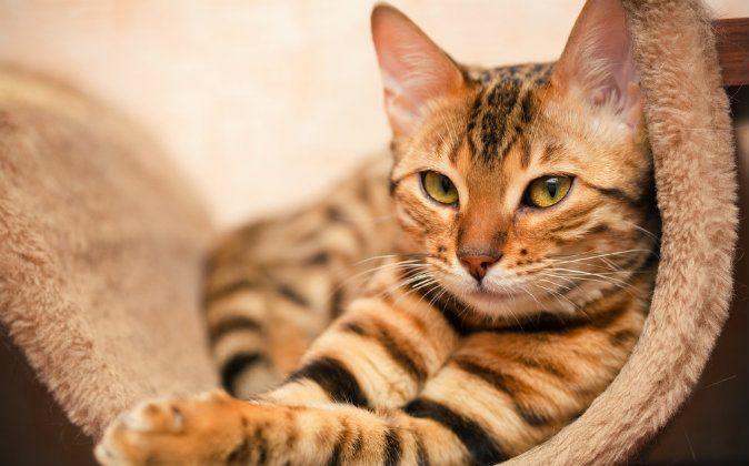 Foot-Long Worms Are Infecting Cats in the US