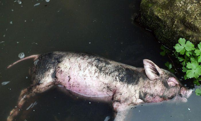 Dead Pigs Found in Chinese River, Again