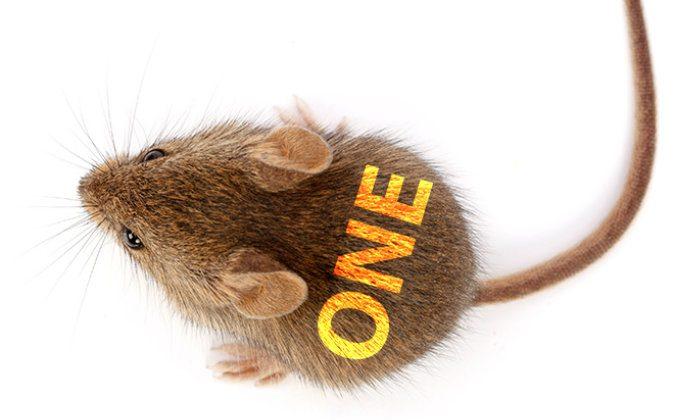 Take Away This One Gene and Mice Live Long and Lean