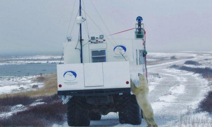 Google Maps: Street View Team Goes to Arctic, Polar Bears Photographed