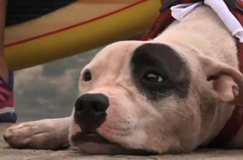 Paddle Boarding Pups in Rio De Janeiro