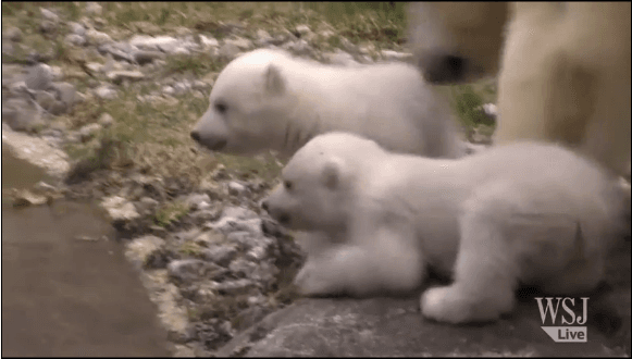 Watch: Polar Bear Twins Make Debut at Munich Zoo