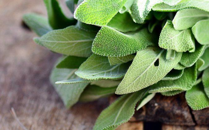 Growing Sage? Learn More About Its Uses and Fascinating History Here