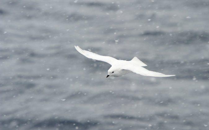Scent That Guides Seabirds Keeps Climate Cool, Too