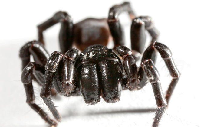 7 Most Dangerous, Poisonous Spiders in the World (+Creepy Videos)