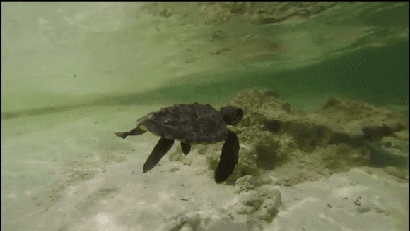 Oceanic Society Staff Nurses Turtle Back to Health