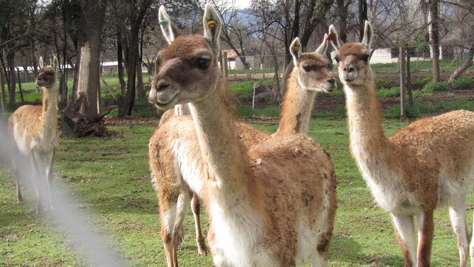 When Rewilding Isn’t Mad: Guanacos Can Transform the Espinal of Chile