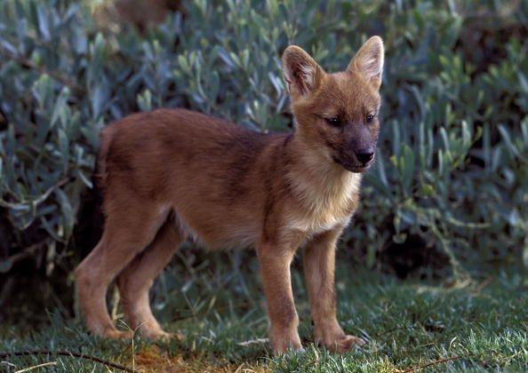 Rare Asiatic Wild Dogs Spotted in India for the First Time