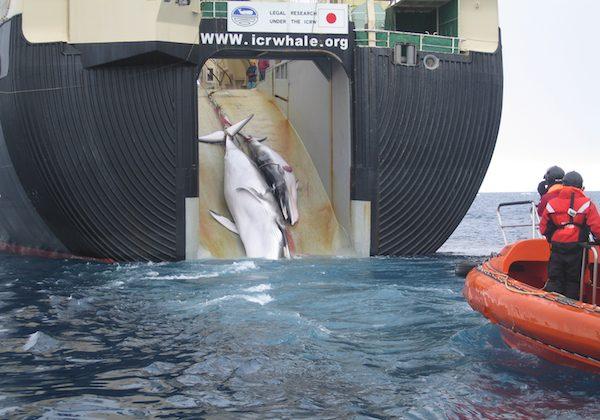 Japan to Continue Hunting Whales in Antartica in 2015