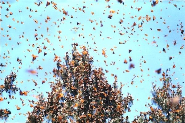 U.S. People Willing to Protect Monarch Butterflies 