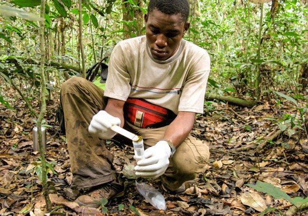 Next Big Idea in Forest Conservation? Connecting Deforestation to Disease