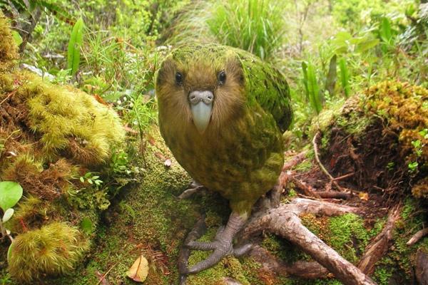 List of the 100 Most Endangered Birds in the World.