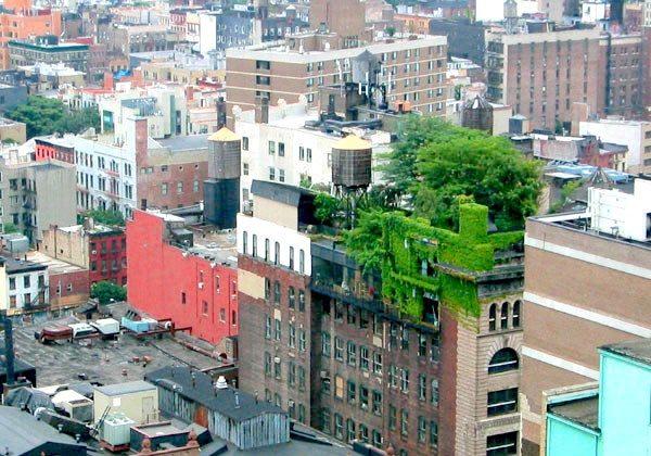 Life Finds a Way: The Surprising Biodiversity of Cities