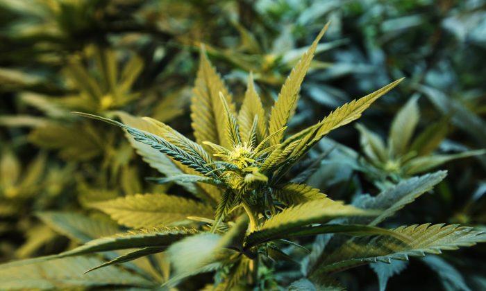 Texas Marijuana Hoax: ‘To Permit Medicinal and Recreational’ Pot Resolution Article Totally Fake