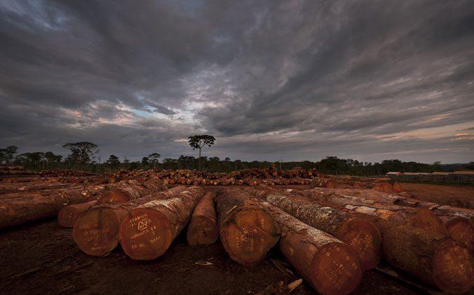 Logging in Congo Is Out of Control, Nearly 90 Percent Illegal