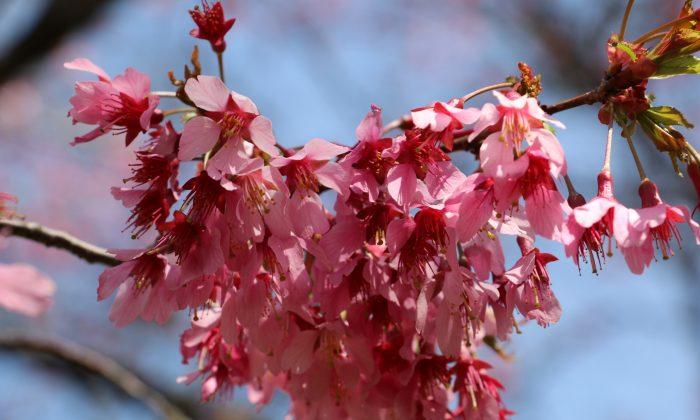 Temperatures Affect Cherry Blossoms’ Peak Bloom Period in NY