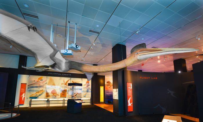 Largest US Pterosaurs Exhibition Showcases Life-Size Models of Prehistoric Reptiles