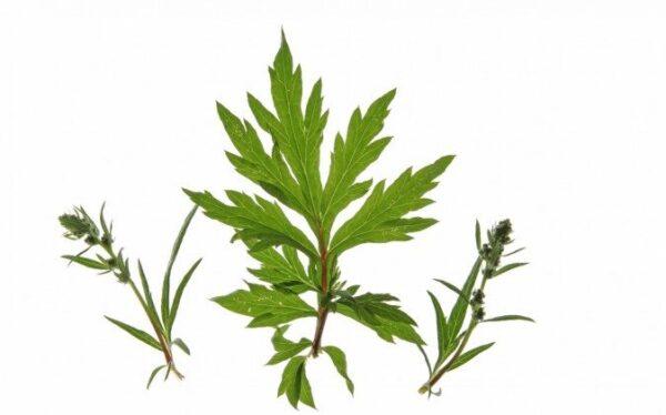 Mugwort (Artemisia vulgaris) is not specific for the type of insomnia sufferers who cannot get to sleep. Rather, it is more for those who are chronically light sleepers. (Shutterstock^)