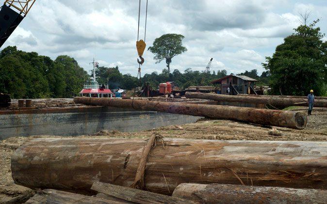 Forests in Indonesia’s Concession Areas Being Rapidly Destroyed