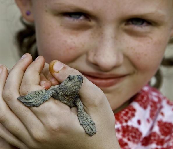 Baby Olive Ridley Turtles Journey to the Sea
