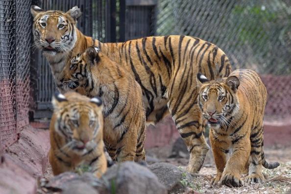 Tigress Gives First Birth in Panna Tiger Reserve
