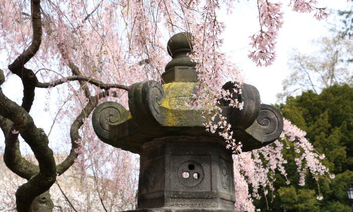 Celebrate the Cherry Blossom Festival at Brooklyn Botanic Garden