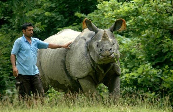 Infertility Issues Pushing Indian Rhinos to Extinction
