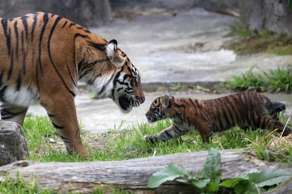 Save Genetic Diversity to Save Tigers