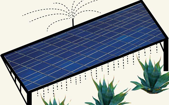 Grow Agave for Biofuel Among Solar Panels