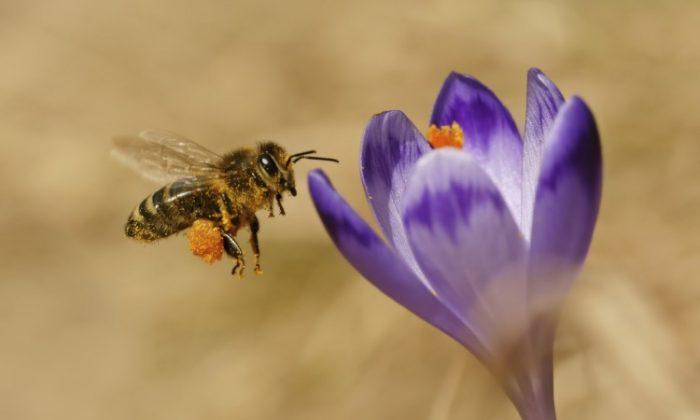 More Bee Deaths Could Occur This Spring, Senate Committee Hears