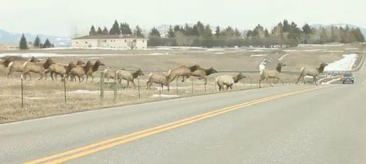 Yellowstone Volcano Eruption: Scientists Proven Wrong About Supervolcano as Elk Flee Park?