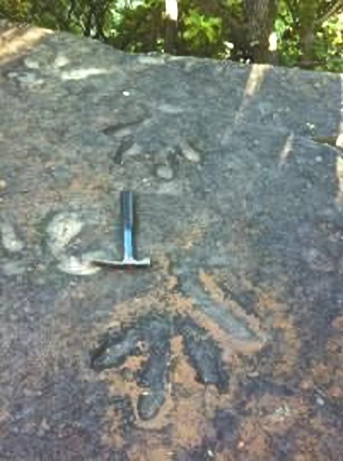 Fossil Researcher Baffled by Prehistoric Footprints