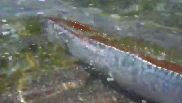 Oarfish Mexico: Rare Sea Creature Caught on Camera (+Video)