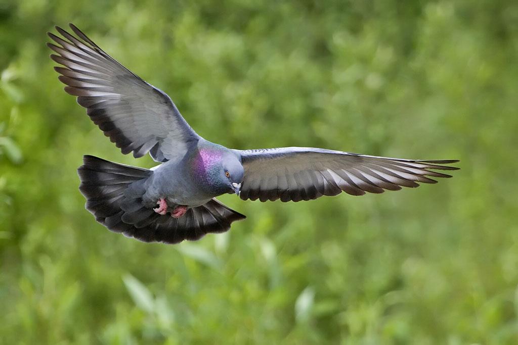 How Do Homing Pigeons Navigate?