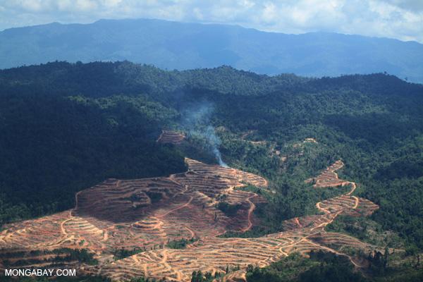 Malaysian Palm Oil Giant Tied to Social Conflict, Deforestation, Says Report