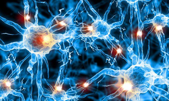 Team Invents Probes to Watch Neurons Fire in Real Time