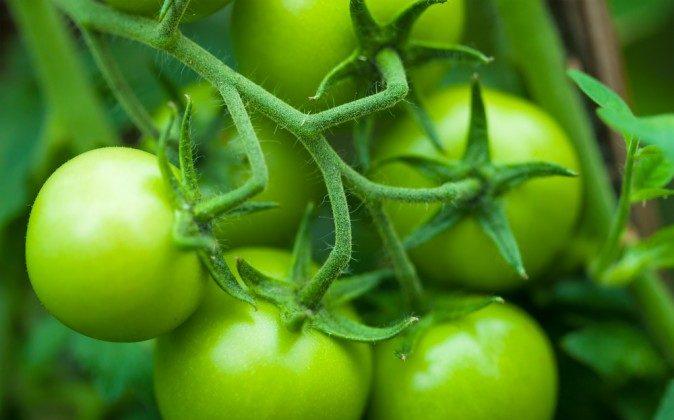 Green Tomato Compound Fights Muscle Atrophy