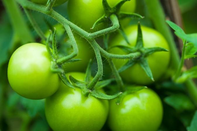 Green Tomato Compound Fights Muscle Atrophy
