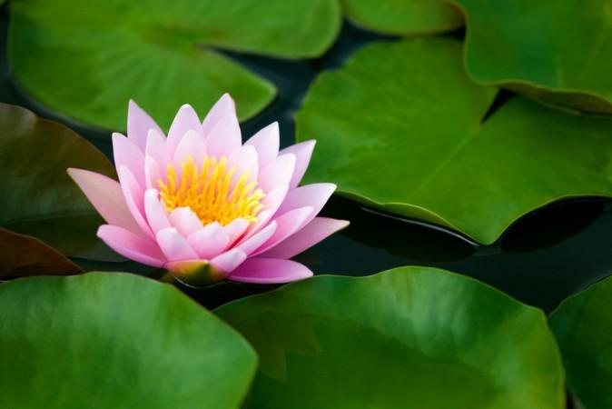 Treating Chronic Pain With Meditation