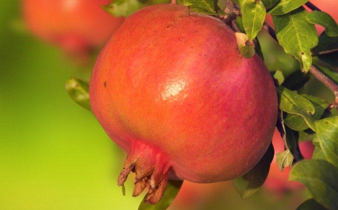 The Powerful Health Benefits of the Pomegranate