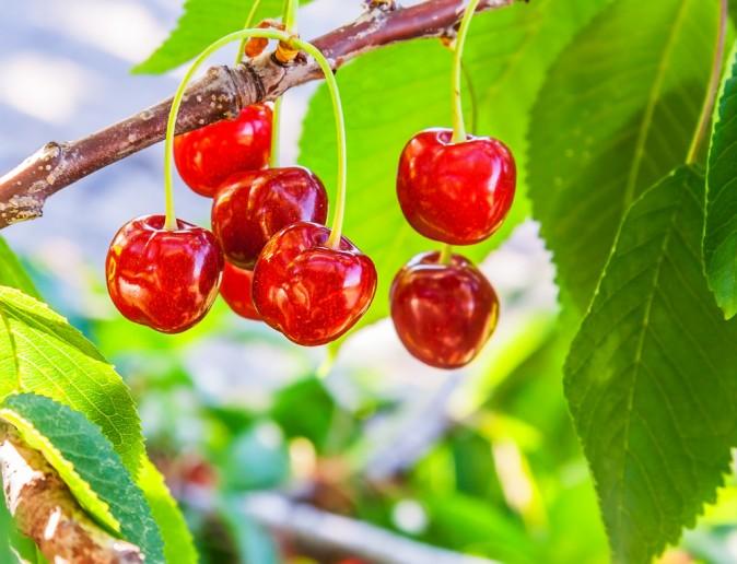 Organic vs. Conventional Foods