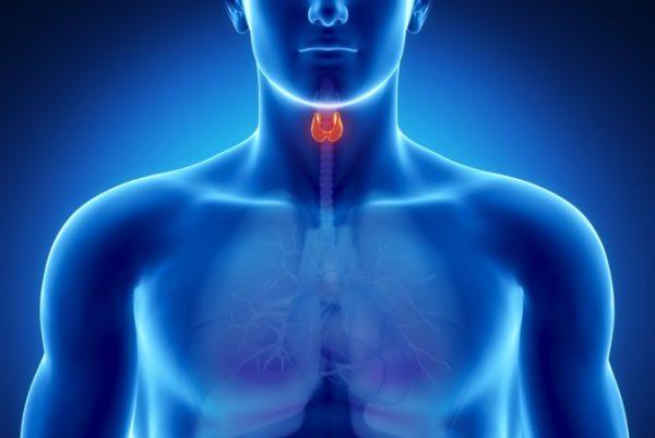 The thyroid is a butterfly-shaped gland in the neck just above the collarbone. It secretes hormones that regulate many body functions, including metabolism and cell growth. (Shutterstock)