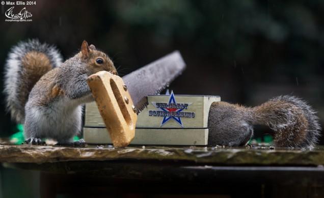 Squirrels Doing Stuff: It’s Cute and Funny (Photo Gallery)