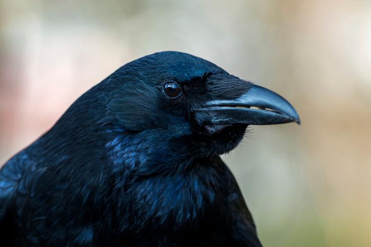 Ravens Have Social Abilities Previously Only Seen in Humans