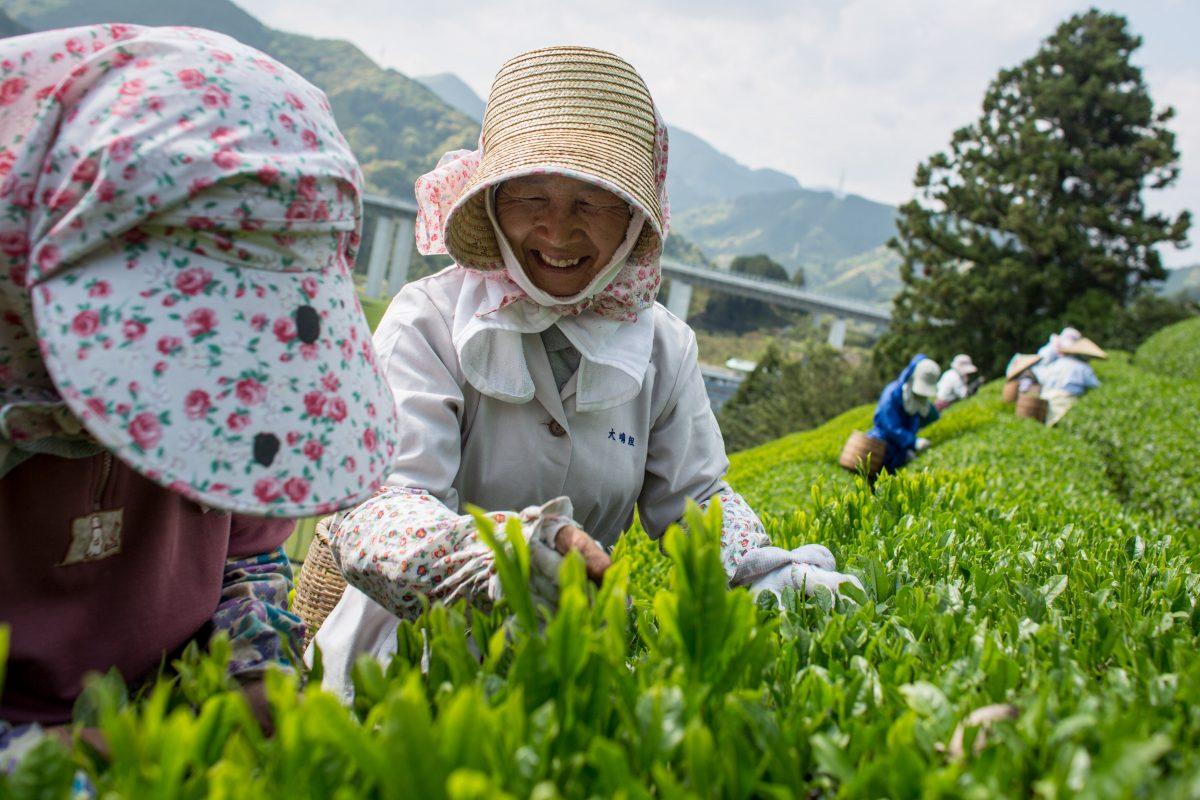 A woman picks tea leaves at the Moriuchi Tea Farm in Shizuoka, Japan, on May 1, 2014 (Chris McGrath/Getty Images)