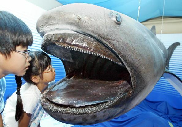 Megamouth Shark Facts, Diet, and Habitat; Rare Fish Found in Japan (+Video)