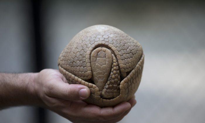 World Cup Is a Chance to Save Brazil’s ‘Football’ Armadillos?