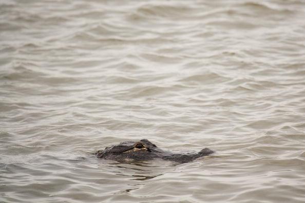 Police Say 11-Foot-Long Alligator Killed Florida Man Hiding in Lake