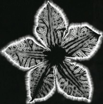 Kirlian image of a plant’s aura from the portfolio "Vita Occulta Plantarum" (“The Secret Life of Plants") by Mark D. Roberts. (Mark D. Roberts via Wikimedia Commons)