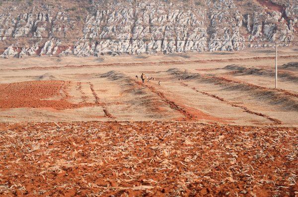 A Chinese farmer grazes his livestock on his dried-up field after an extended drought in Fuyuan, Yunnan Province, in 2012. (STR/AFP/Getty Images)